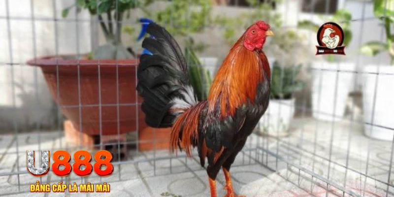 32win casino máy tính